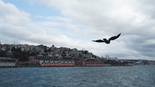Seagull flying over city