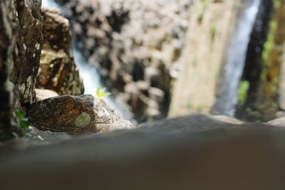 Close-up of lizard on man