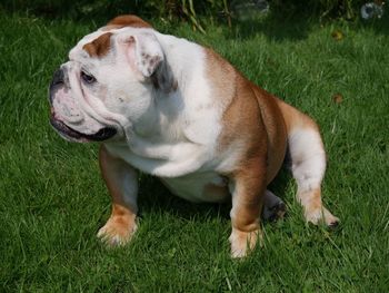 Close-up of dog on grass