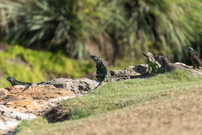 Lizard on a rock