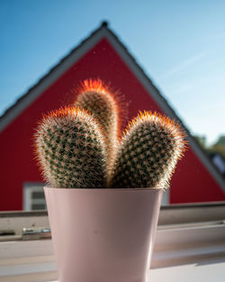 Close-up of succulent plant