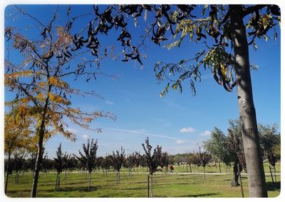 Trees on field against sky