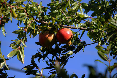 Low angle view of fruits growing on tree