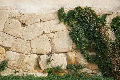 Plants growing on wall of old building