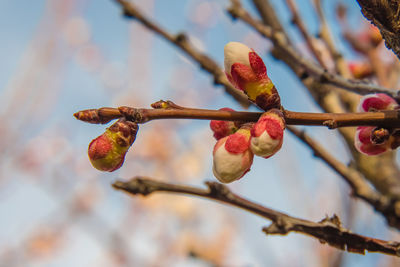 A branch of a fruit tree with white-pink buds that will soon open into a flower