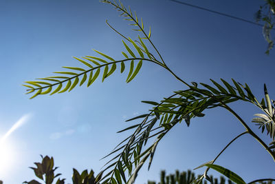 Low angle view of leaves against blue sky