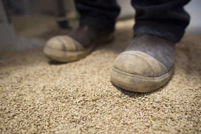 A brewers boots standing on a pile of malt.