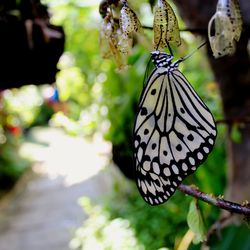 Close-up of butterfly on flower