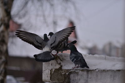 Close-up of bird flying
