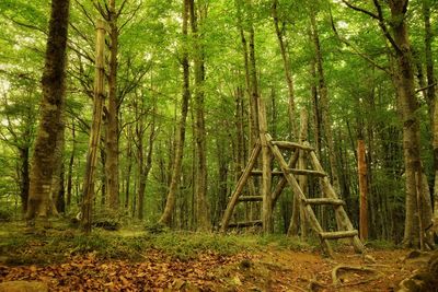 Trees in forest