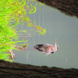 Bird flying over lake