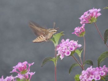 Close-up of butterfly pollinating on pink flower