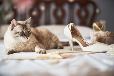 Close-up of a cat on table