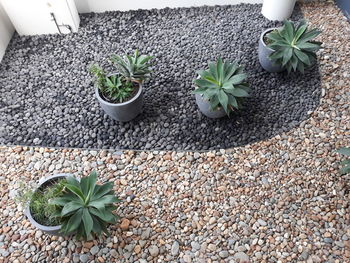 High angle view of potted plant on stone