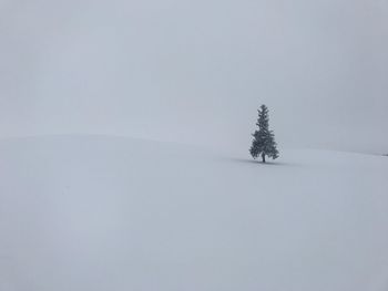 Trees on snow covered landscape against clear sky