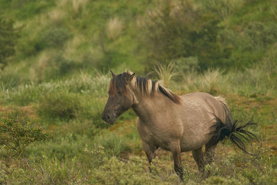 Horse standing on field