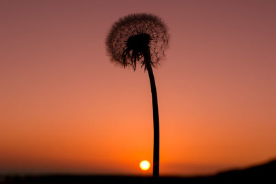 Close-up of silhouette flower against sky during sunset