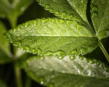 Close-up of raindrops on leaves