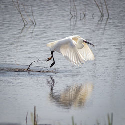 View of heron in lake