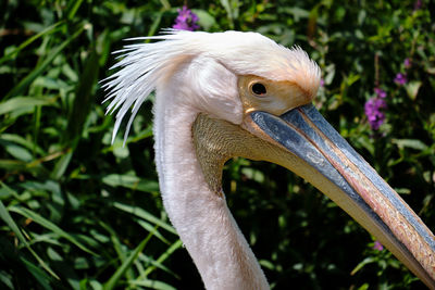 Close-up of a bird