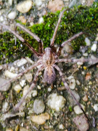 Close-up of spider on web