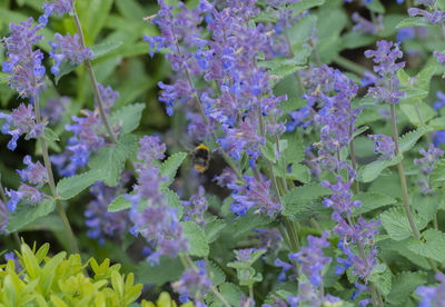 Close-up of bumblebee on purple flowers