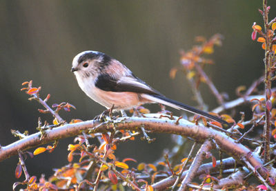 Close-up side view of a bird on stem