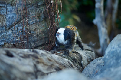 View of animal on rock