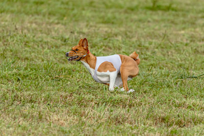 Running basenji dog in white jacket across the meadow on lure coursing competition