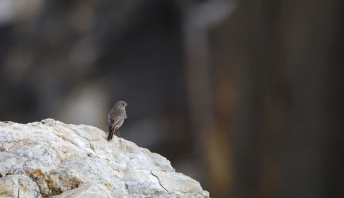 Close-up of bird perching on rock