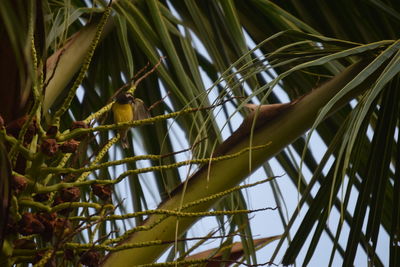 Low angle view of palm tree against sky