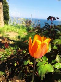 Close-up of flowering plants on land against sky
