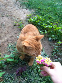 High angle view of person hand by flowering plants