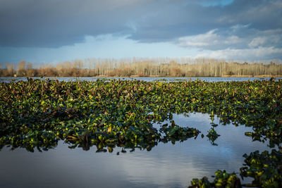 Plants growing on field by lake against sky