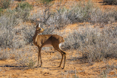 Steenbok female standing in red sand scenery in kruger national park, south africa 