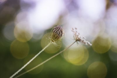 Close-up of spider on web