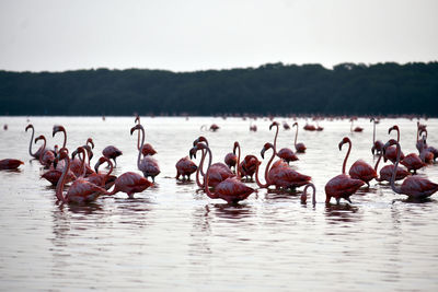 Group of pink flamingos in shallow water at ría celestún, yucatán, méxico.
