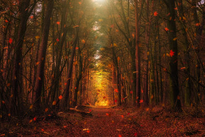 Trees in forest during autumn