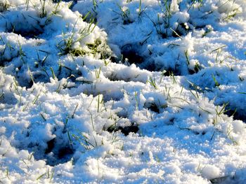 Snow covered trees