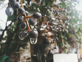 Close-up of red berries on tree