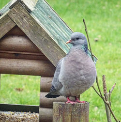 Close-up of bird perching on wood