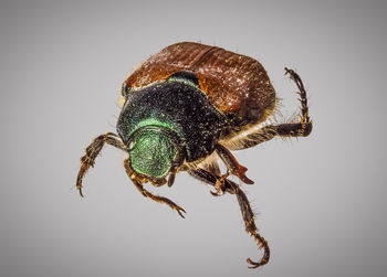 Close-up of spider on web against white background