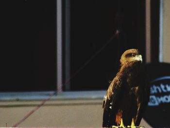 Close-up of a bird