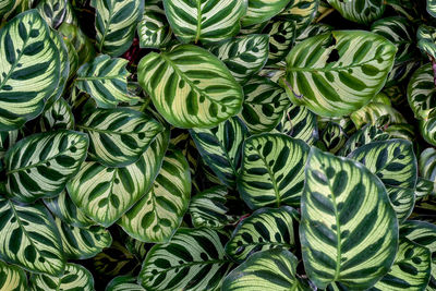 Full frame shot of vegetables