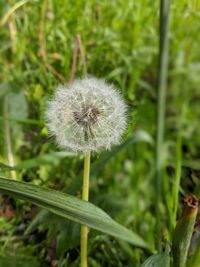 Close-up of dandelion on field