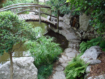 Plants growing in water