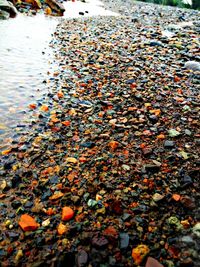 High angle view of leaves floating on water