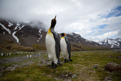 Penguins perching on field against snowcapped mountains