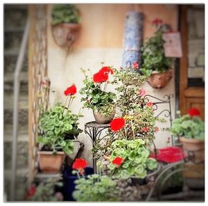 Close-up of potted plant