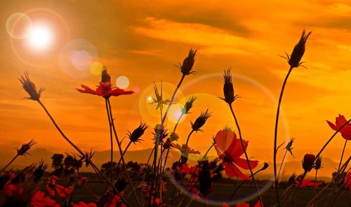 Close-up of orange flowering plants on field against sky during sunset